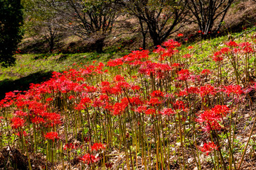 風の郷公園の彼岸花