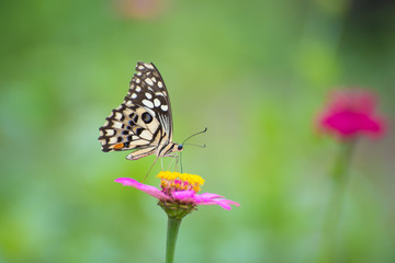 Fototapeta na wymiar Butterfly with Zinnia flower