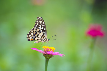 Butterfly with Zinnia flower