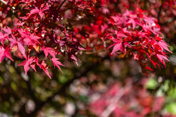 Fototapeta premium close-up colorful fall foliage in sunny day. beautiful autumn landscape background