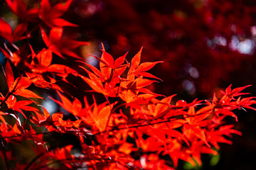 close-up colorful fall foliage in sunny day. beautiful autumn landscape background