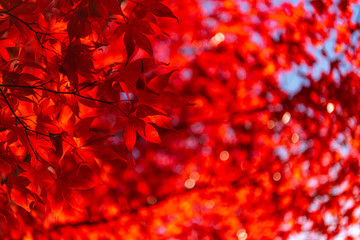 close-up colorful fall foliage in sunny day. beautiful autumn landscape background