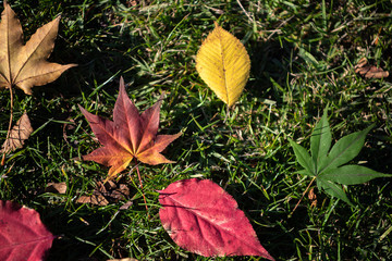 Colorful various Autumn fallen leaves on the ground. dried leaf cover surface of land. close-up, top view from above, multicolor beautiful seasonal concept backgrounds