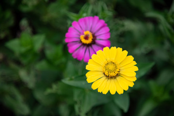 Pink and yellow zinnia flowers