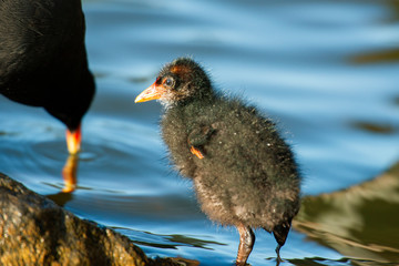 Cute Purple Swamphen chic