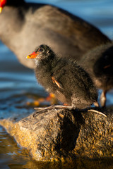 Cute Purple Swamphen chic