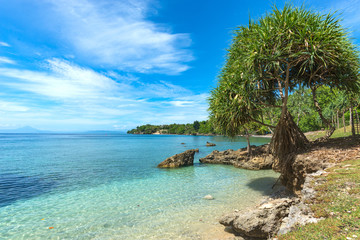 Tropical beach view with beautiful sky and water, pandanus tectorius tree