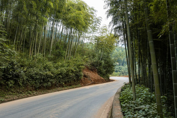 well paved road in the forest with bamboos grown on both sides