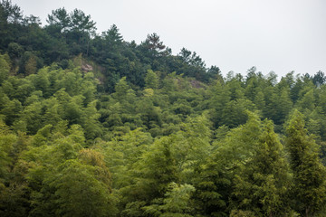 slope on the hill filled with green bamboo forest under overcast sky