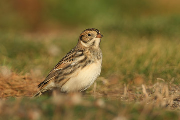 A rare Lapland Bunting, Calcarius lapponicus, feeding on seeds in the grass on a cliff. It is a passage migrant to the UK.