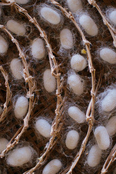 Silk worm cocoons in bamboo basket