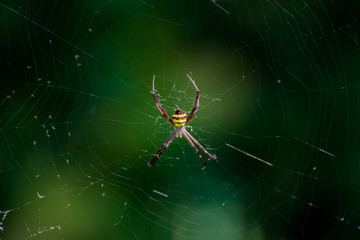 colorful spider on a web