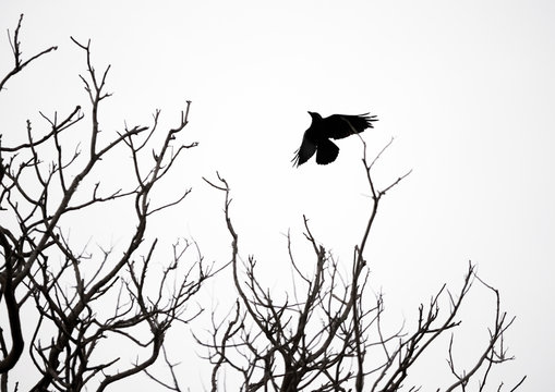 Birds on bare branches in the wild, Travel in Sri Lanka