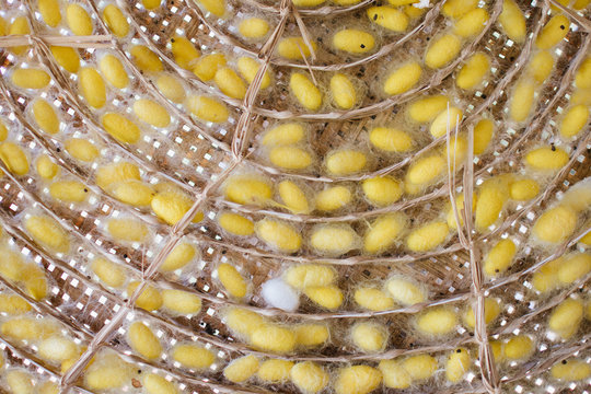 Silk worm cocoons in bamboo basket