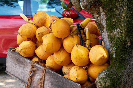 Beautiful yellow coconut sold on the roadside, traveling in Sri Lanka