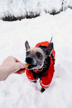 Portrait of a funny mexican hairless dog at snow on the winter