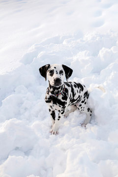 Portrait of a damlatian dog on snow at winter
