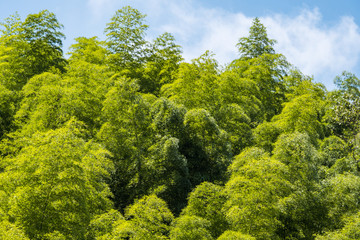 fresh green dense bamboo forest under cloudy blue sky on a sunny day