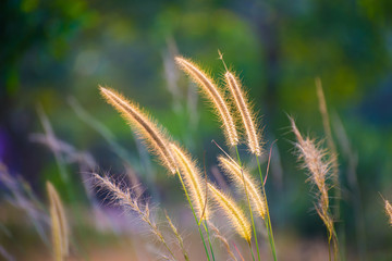 Fototapeta premium ears of wheat