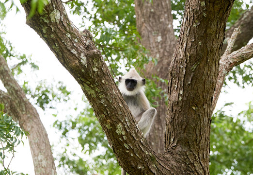 Black-faced monkeys in trees in the wild, Travel in Sri Lanka