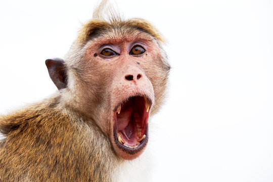 Monkey on the ancient wall, close-up facial expression. Travel in Sri Lanka