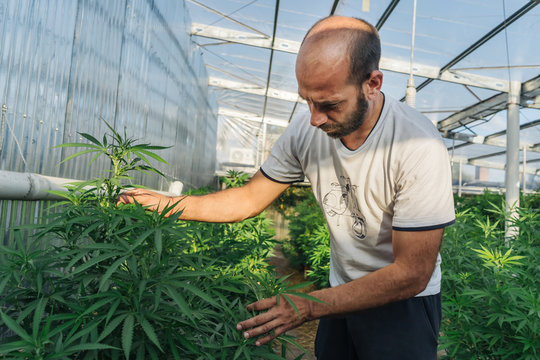 Cannabis Farmer In His Greenhouse.
