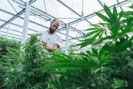 Cannabis Farmer In His Greenhouse.