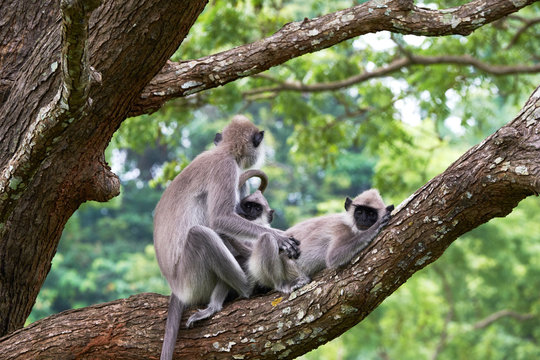 Black-faced monkeys in trees in the wild, Travel in Sri Lanka