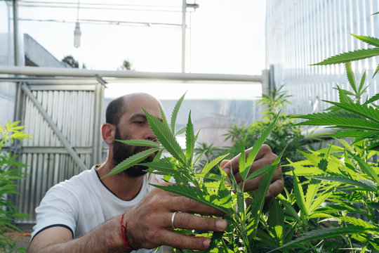 Cannabis Farmer In His Greenhouse.