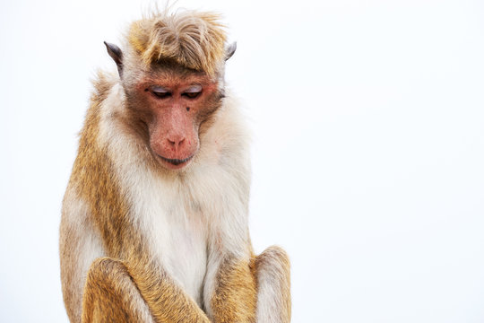 Monkey on the ancient wall, close-up facial expression. Travel in Sri Lanka