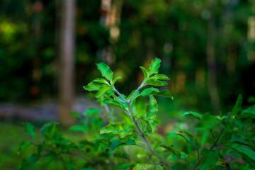 Holy and medicinal plant for Hindus- Tulsi