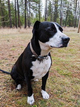 Happy Black and White Dog