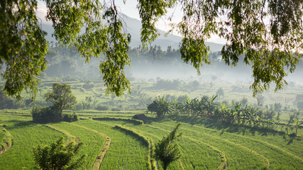 View of a volcano and rice fields