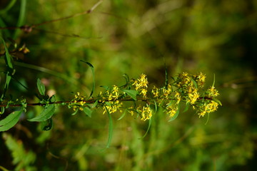 秋の黄色い花を咲かせるアキノキリンソウ