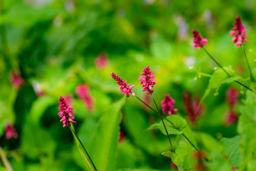 red flower in the garden
