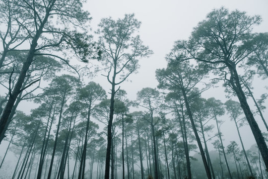 Longleaf Pine Trees in the Fog