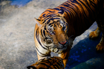 Fototapeta na wymiar A tiger stared at the eyes.