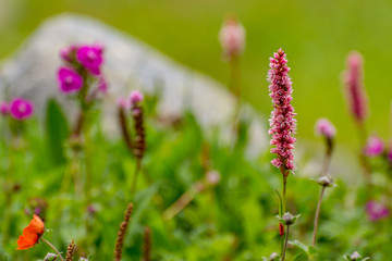 valley of flowers - himalayas