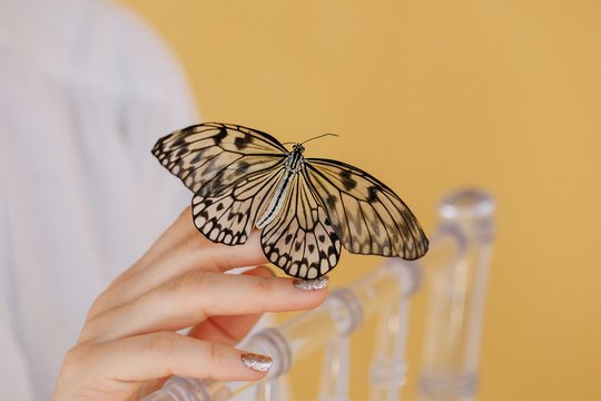 Crop woman's hand holding butterfly