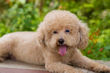 Dog poodle at city park