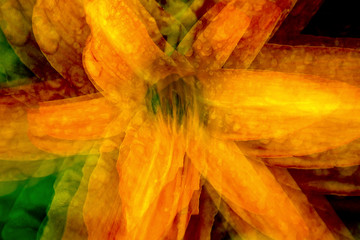 Nature abstract of orange daylily flower from New Hampshire.