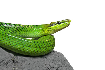 Obraz premium Close up Red Tailed Green Ratsnake Coiled on The Rock Isolated on White Background with Clipping Path