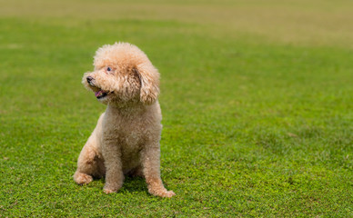 Cute Dog poodle city at park