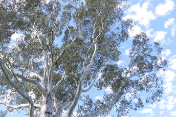 White Bark