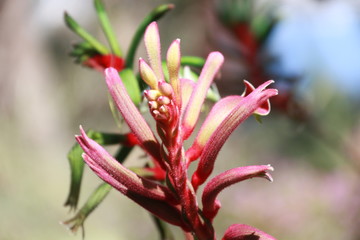 Red Kangaroo Paws Flower