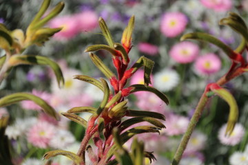 Green and Red Kangaroo Paws