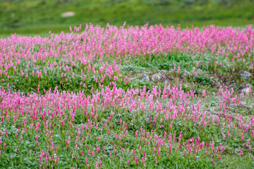 Naklejka premium field of purple flowers