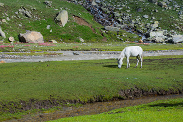 White wild horse grazing in the himalayas