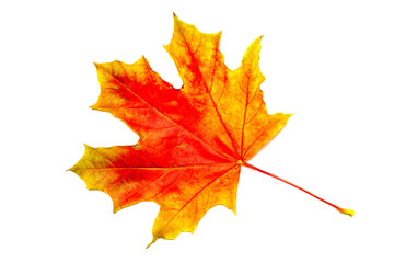 Maple leaf isolated on a white background. Autumn variant of leaf coloring.