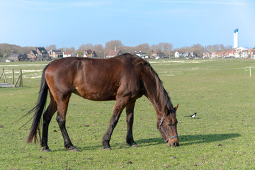 Obraz premium The young horse who is grazed on a summer meadow.